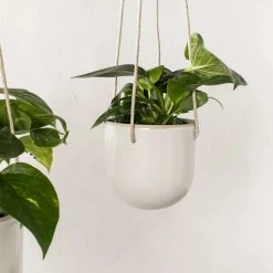 Convivial New Arrivals Arched Stoneware Hanging Planter
