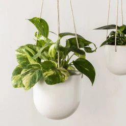 Convivial New Arrivals Arched Stoneware Hanging Planter