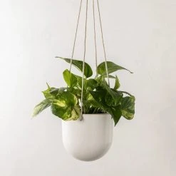 Convivial New Arrivals Arched Stoneware Hanging Planter