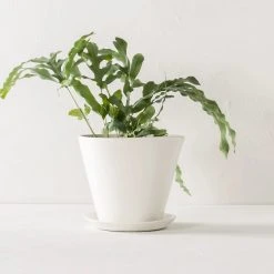 Convivial Ivory Porcelain Planter