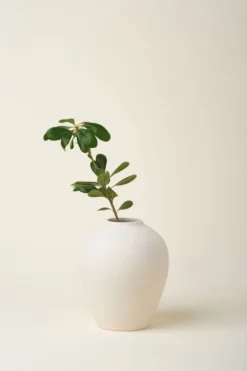 August Sage Solenne Vase - Crema