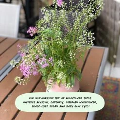 Cute Root My Favorite Plant Lady Plantable Cards - 10 Pack Greeting Cards 17 Cute Root My Favorite Plant Lady Plantable Cards - 10 Pack Greeting Cards