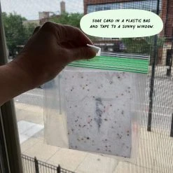 Cute Root Assorted Thank You Plantable Cards - 10 Pack Greeting Cards