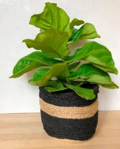 Amante Marketplace Home Goods Jute Planter