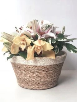 Korissa Savar Plant Bowl Set Home Goods