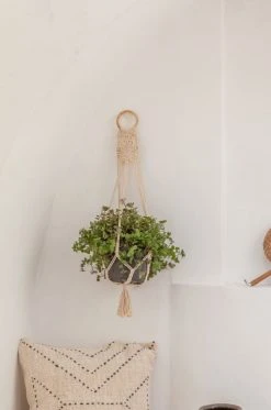 Village Thrive Flora Wall Plant Hanger