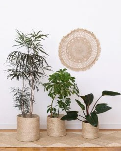 Will & Atlas Round Jute Baskets