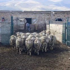 Kyrgies Women's Wool Tengries Slippers - Orange