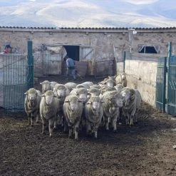 Kyrgies Women's Classic Sole Low Back Wool Slippers - Oatmeal Best Sellers 17 Kyrgies Women's Classic Sole Low Back Wool Slippers - Oatmeal Best Sellers