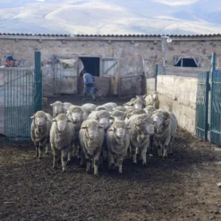 Kyrgies Handcrafted Women's Walkabout Wool Lace-Up Slippers